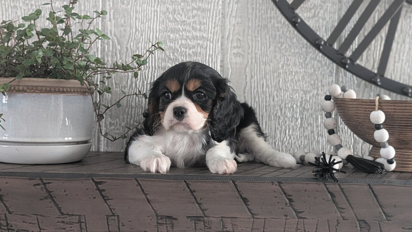 CAVALIER (DEC 03) MALES