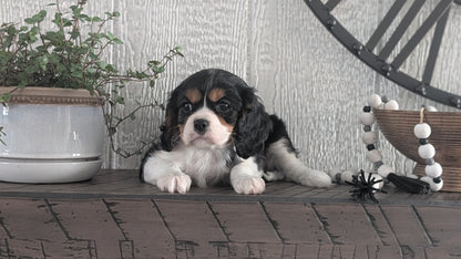 CAVALIER (DEC 03) MALES
