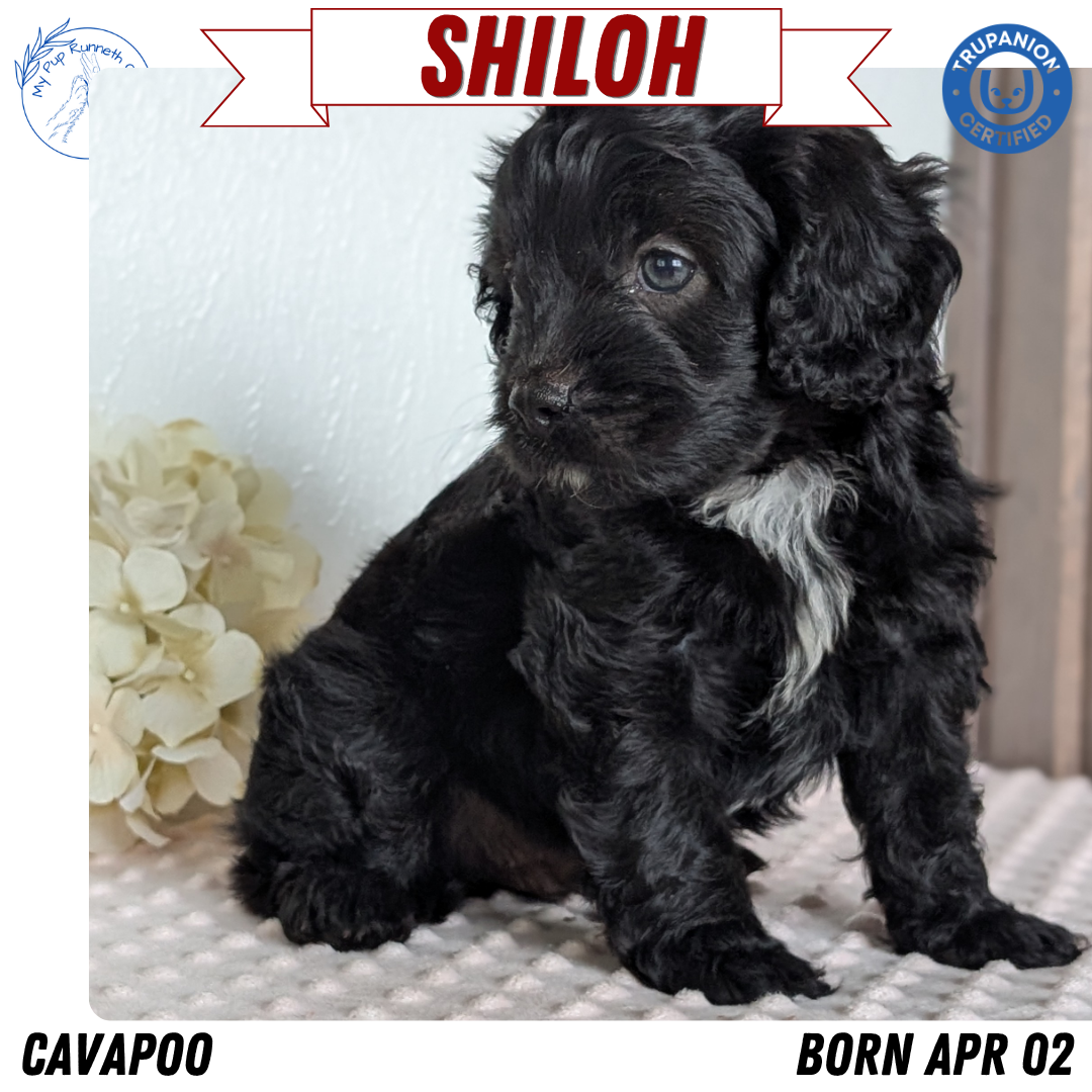 CAVAPOO (APR 02) MALES