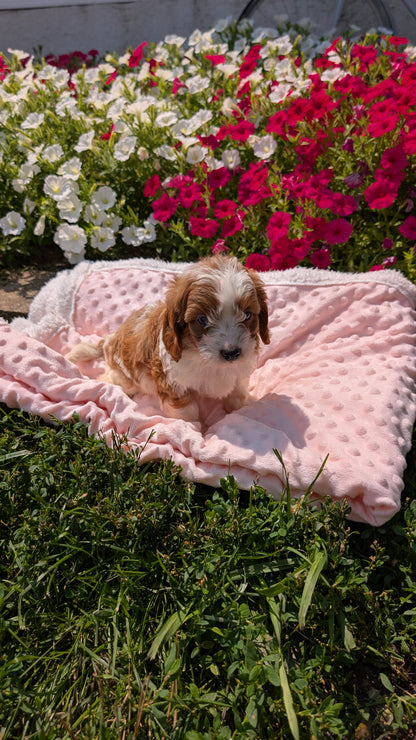 CAVAPOO (06/19) MALE