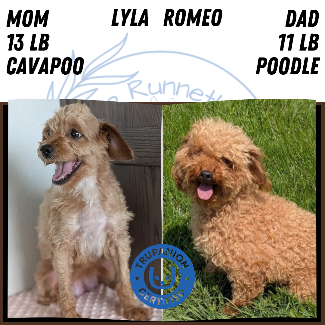 CAVAPOO (APR 12) MALE