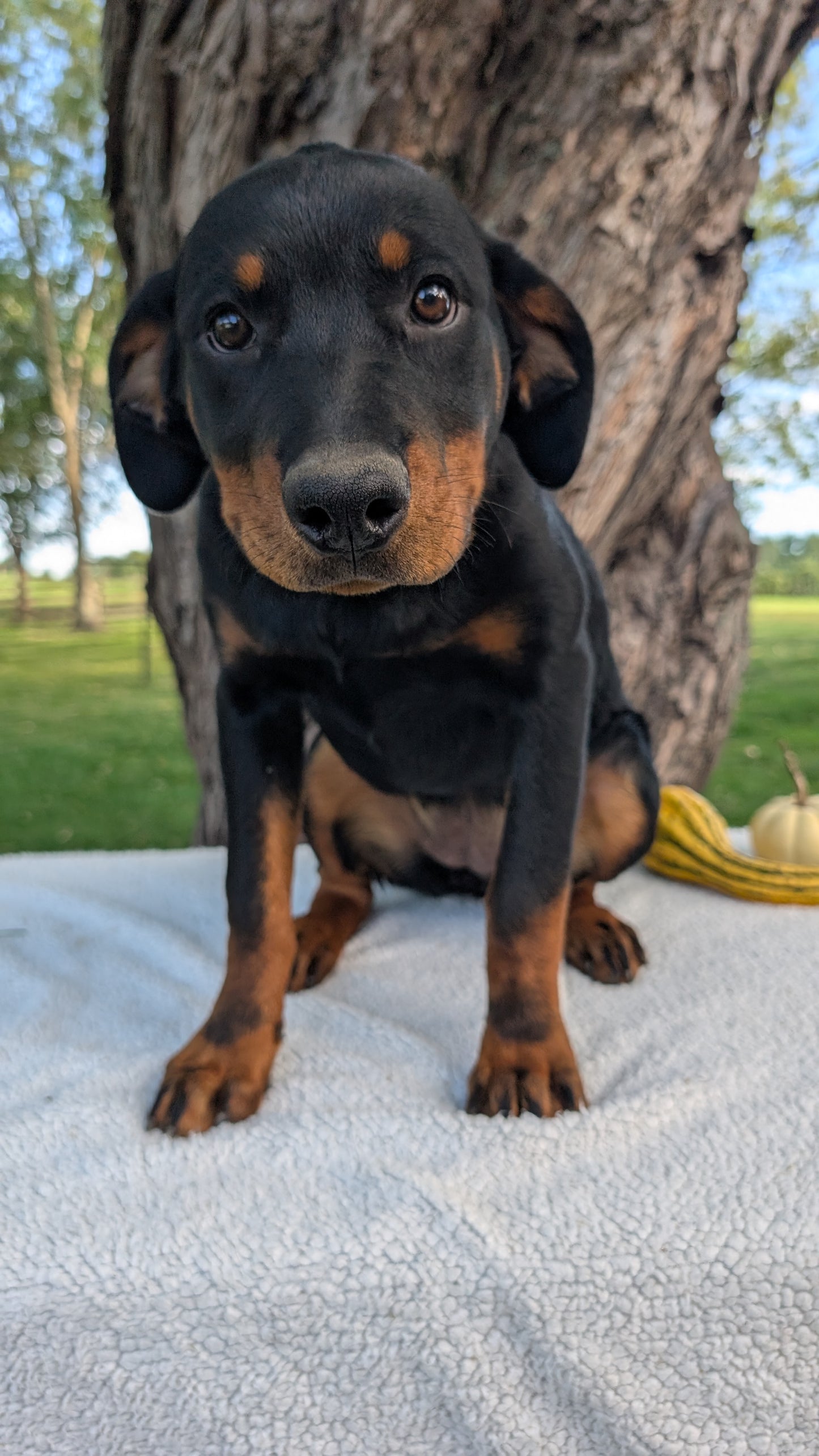 ROTTWEILER (05/28) FEMALE