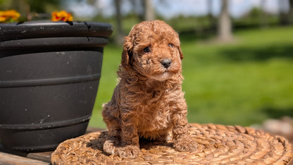 MINI POODLE (APR 03) FEMALES