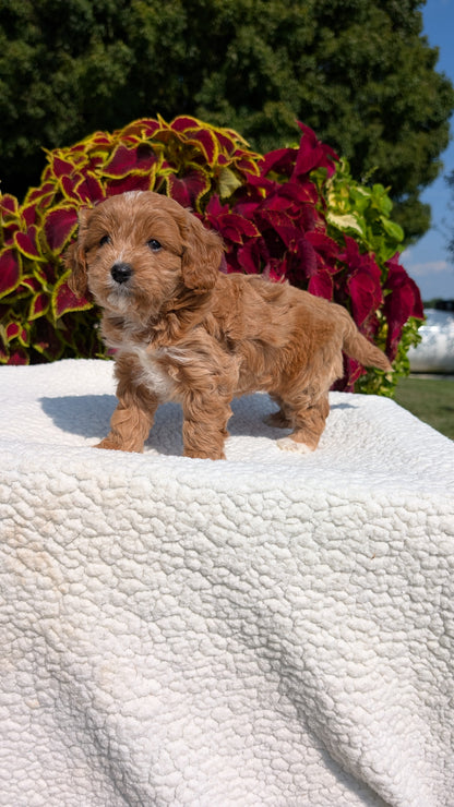 CAVAPOO (07/06) FEMALE