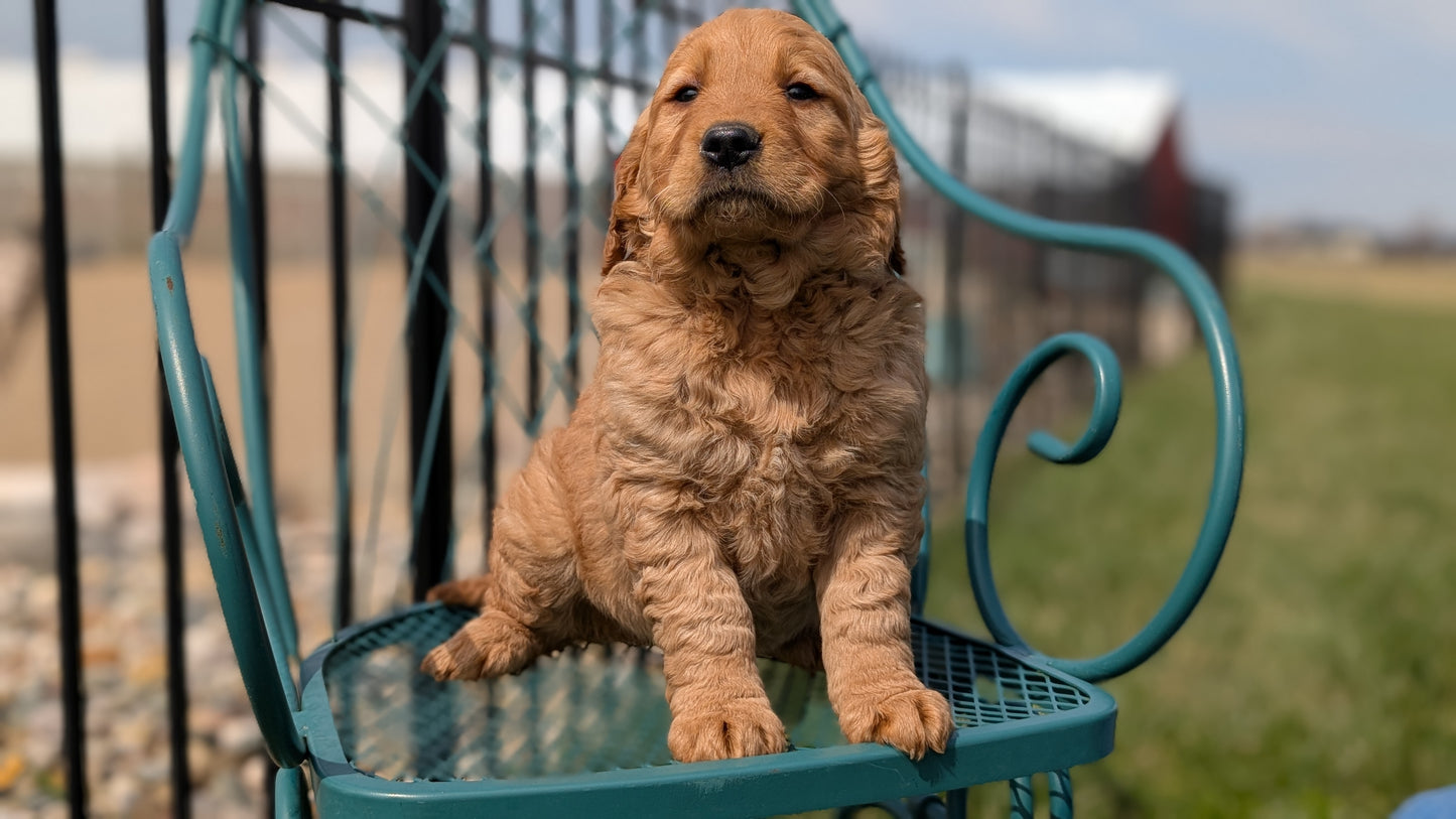GOLDEN RETRIEVER (FEB 04) FEMALES