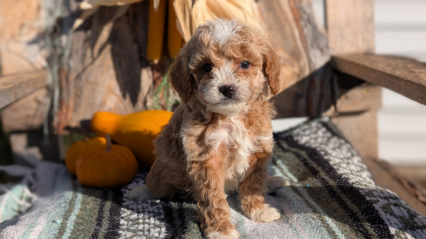 CAVAPOO (OCT 02) FEMALE