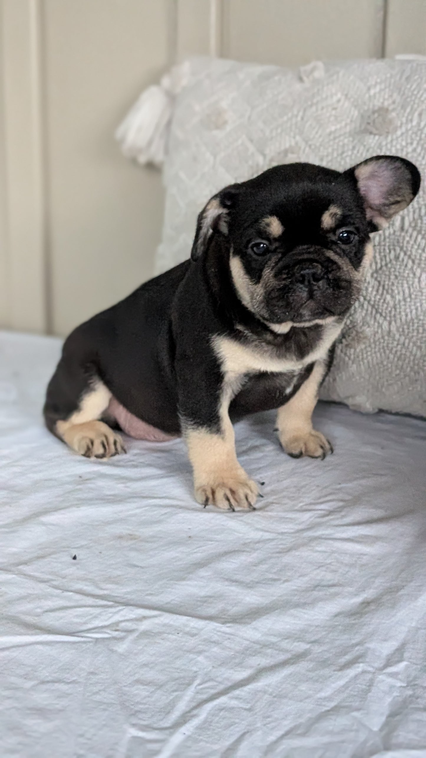 FRENCH BULLDOG (MAY 27) MALES