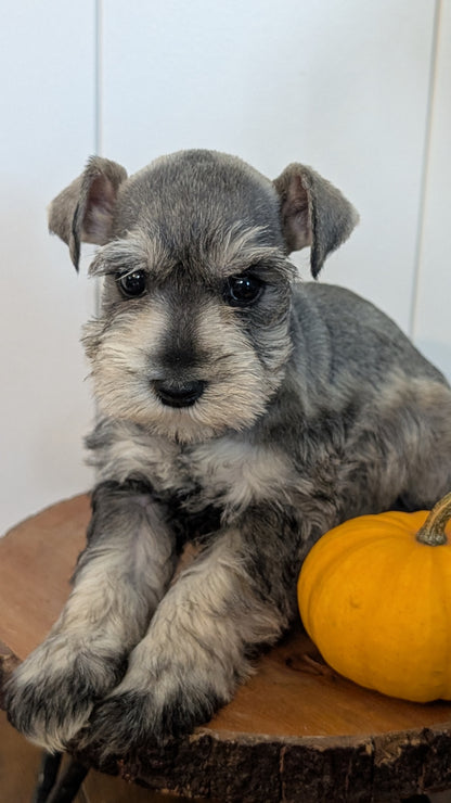 MINI SCHNAUZER (AUG 24) 8 FEMALES