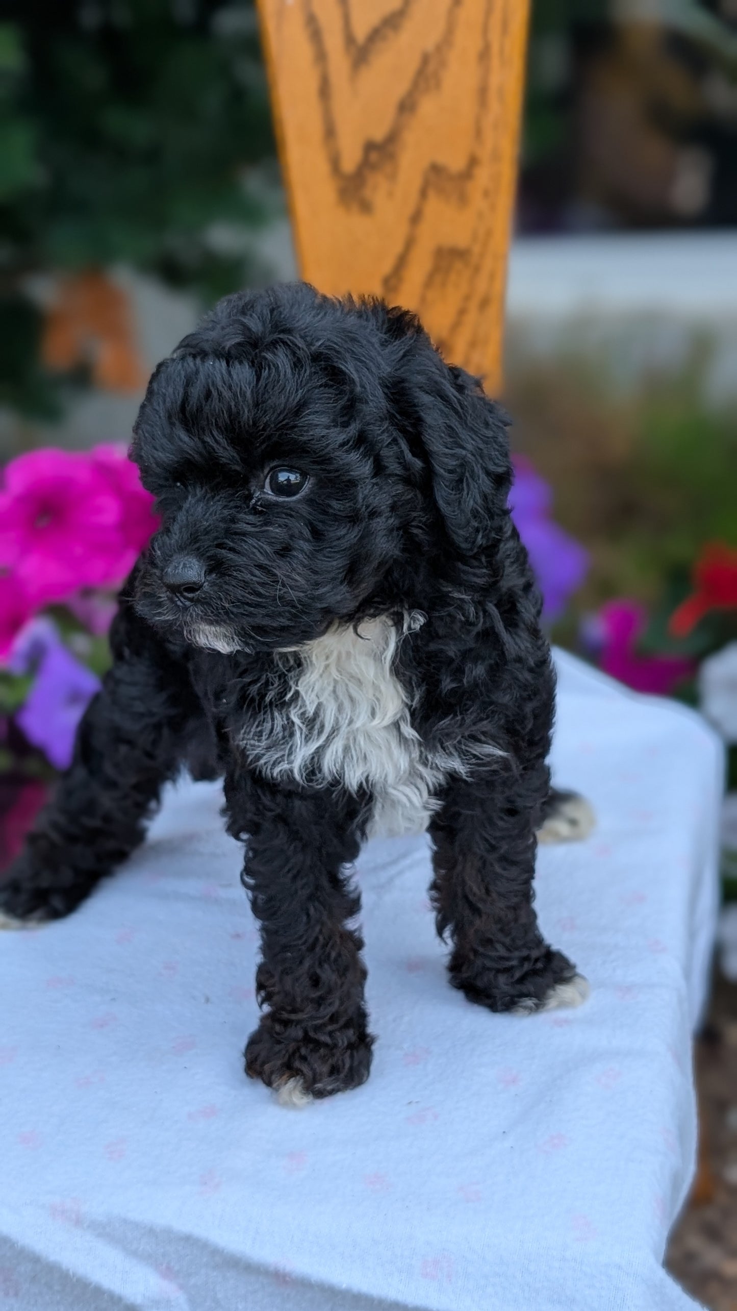 MALTIPOO (JUN 11) MALES