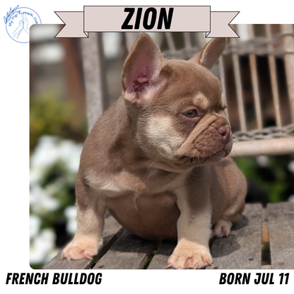 FRENCH BULLDOG (07/11) MALE
