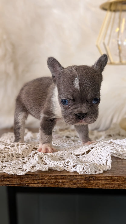 FRENCH BULLDOG (FEB 14) FEMALE