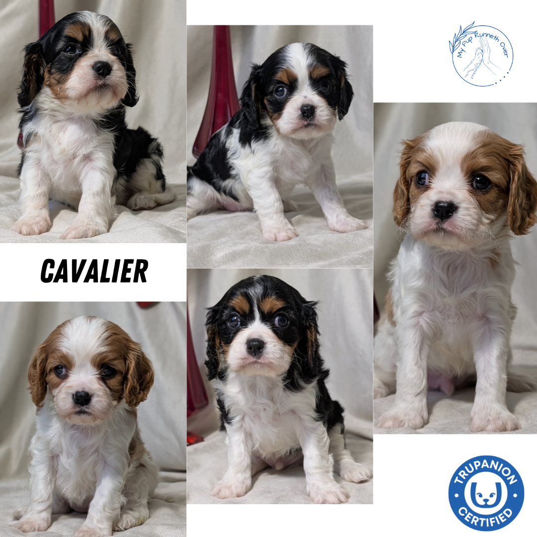 CAVALIER (DEC 03) MALES