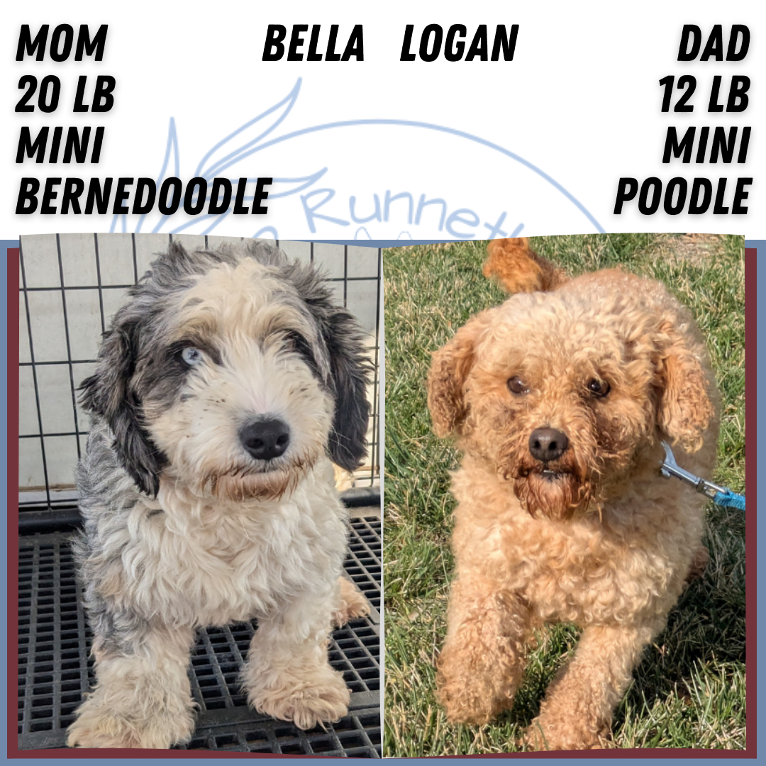 MINI BERNEDOODLE (OCT 15) MALES