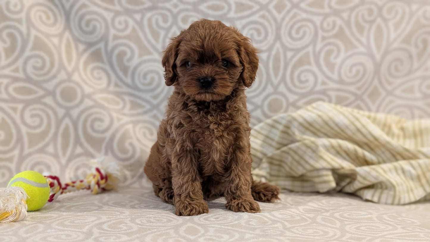 CAVAPOO (FEB 24) MALES