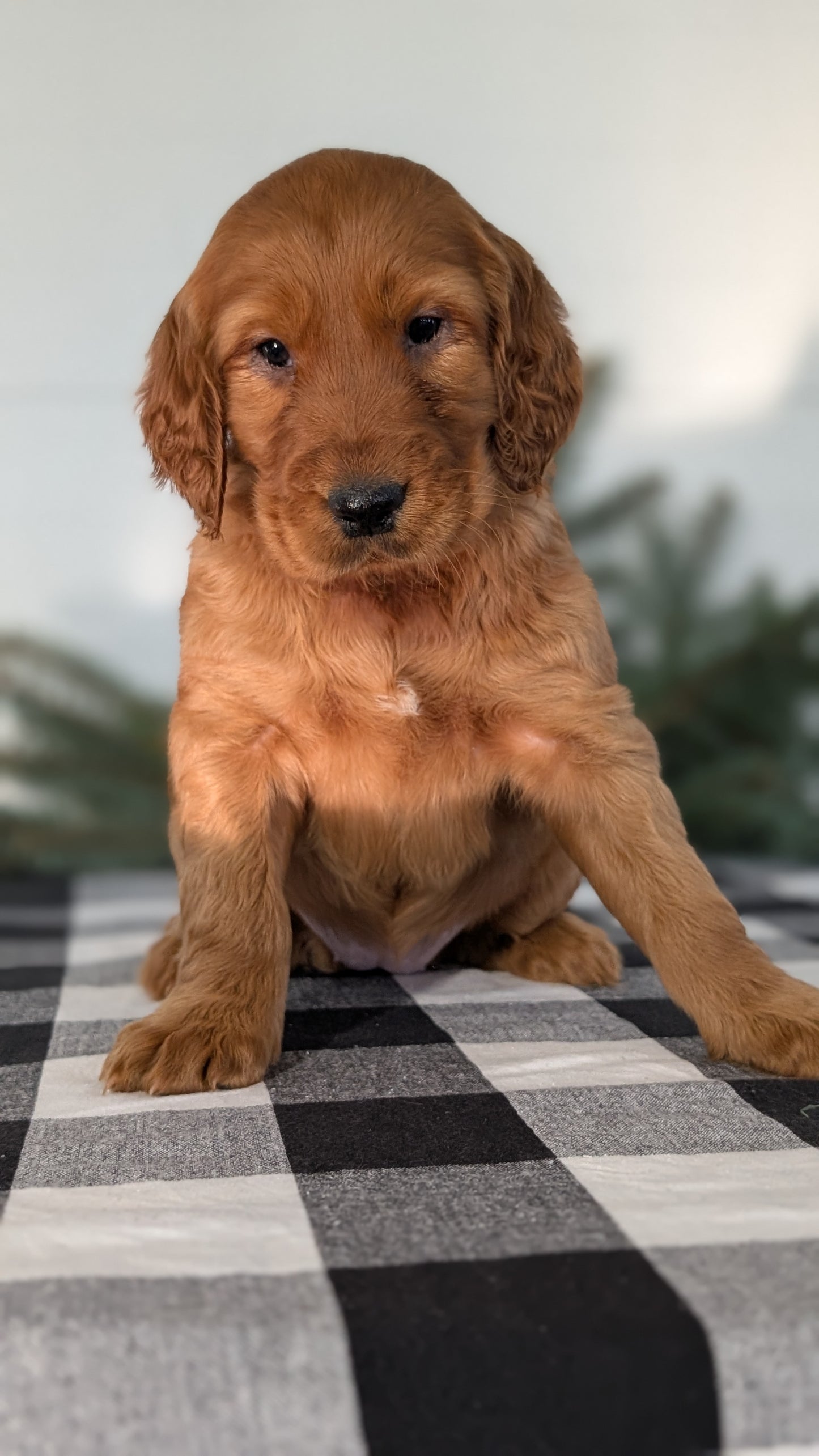 IRISH SETTER (NOV 02) FEMALE