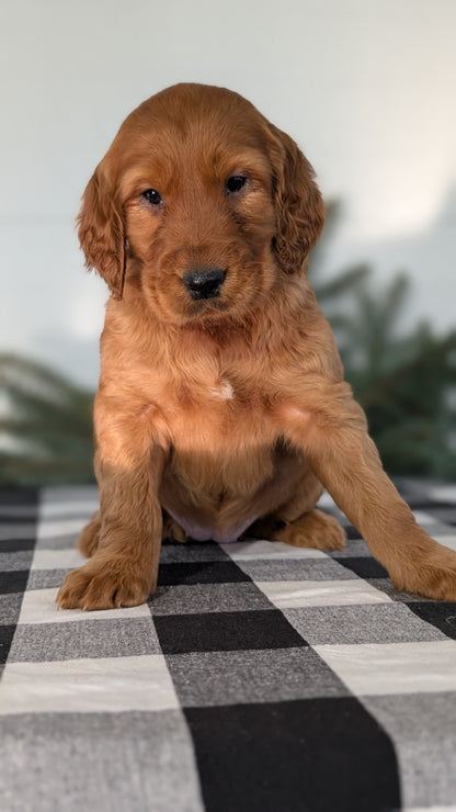 IRISH SETTER (NOV 02) FEMALE