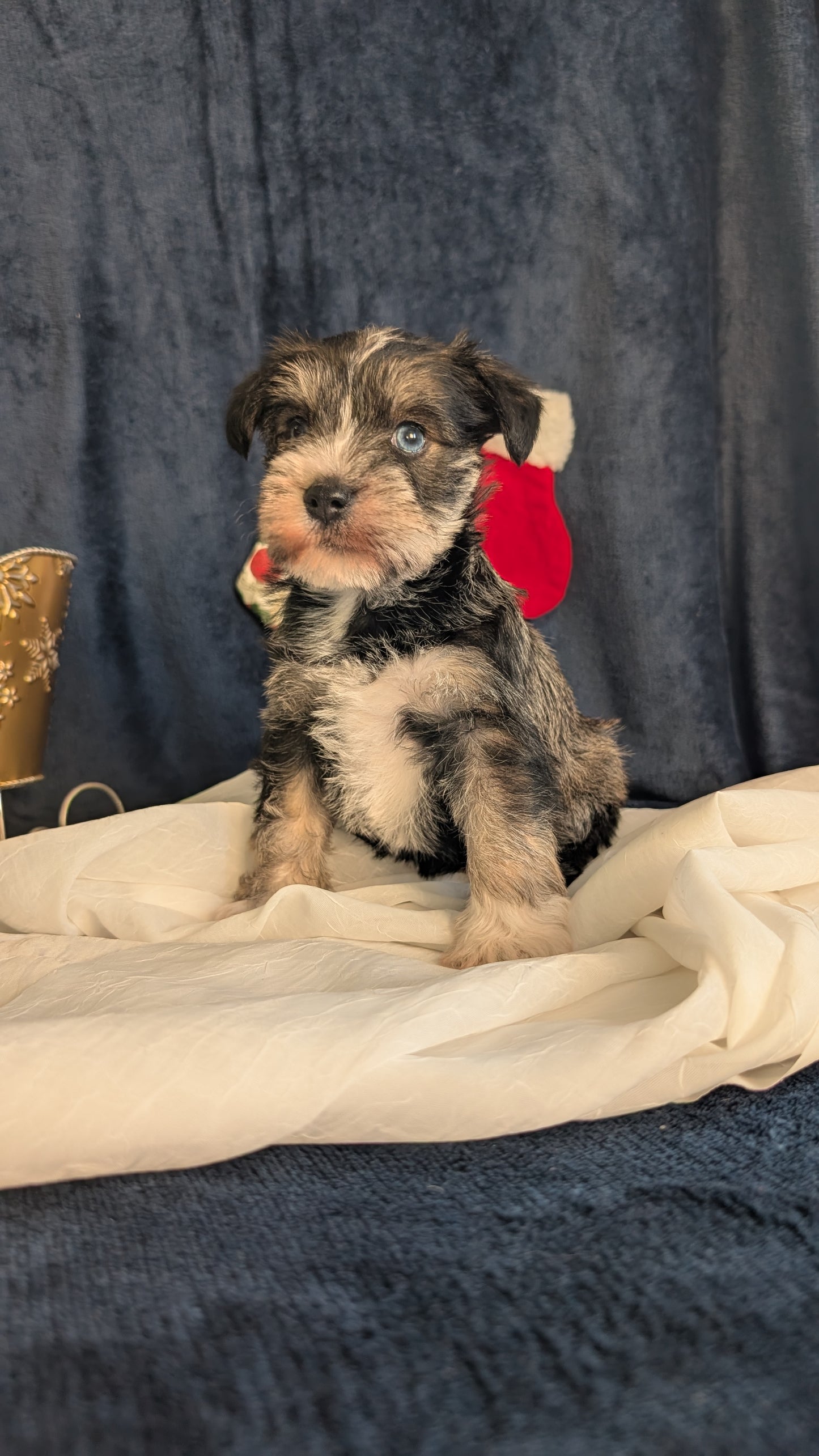 MINI SCHNAUZER (OCT 27) FEMALE