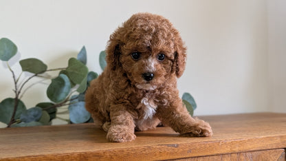 CAVAPOO (JUN 25) FEMALES