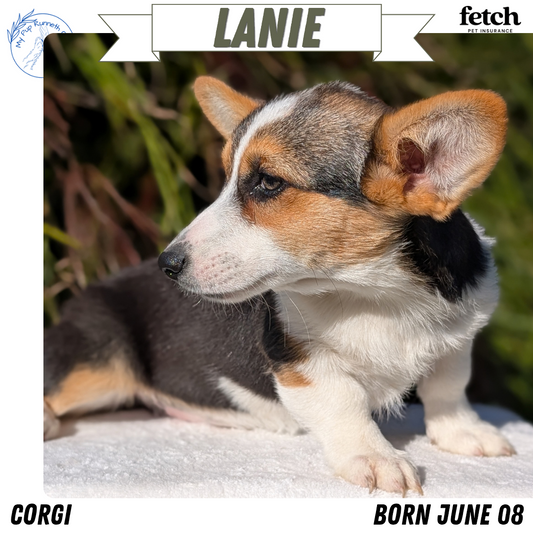CORGI (JUN 08) FEMALES