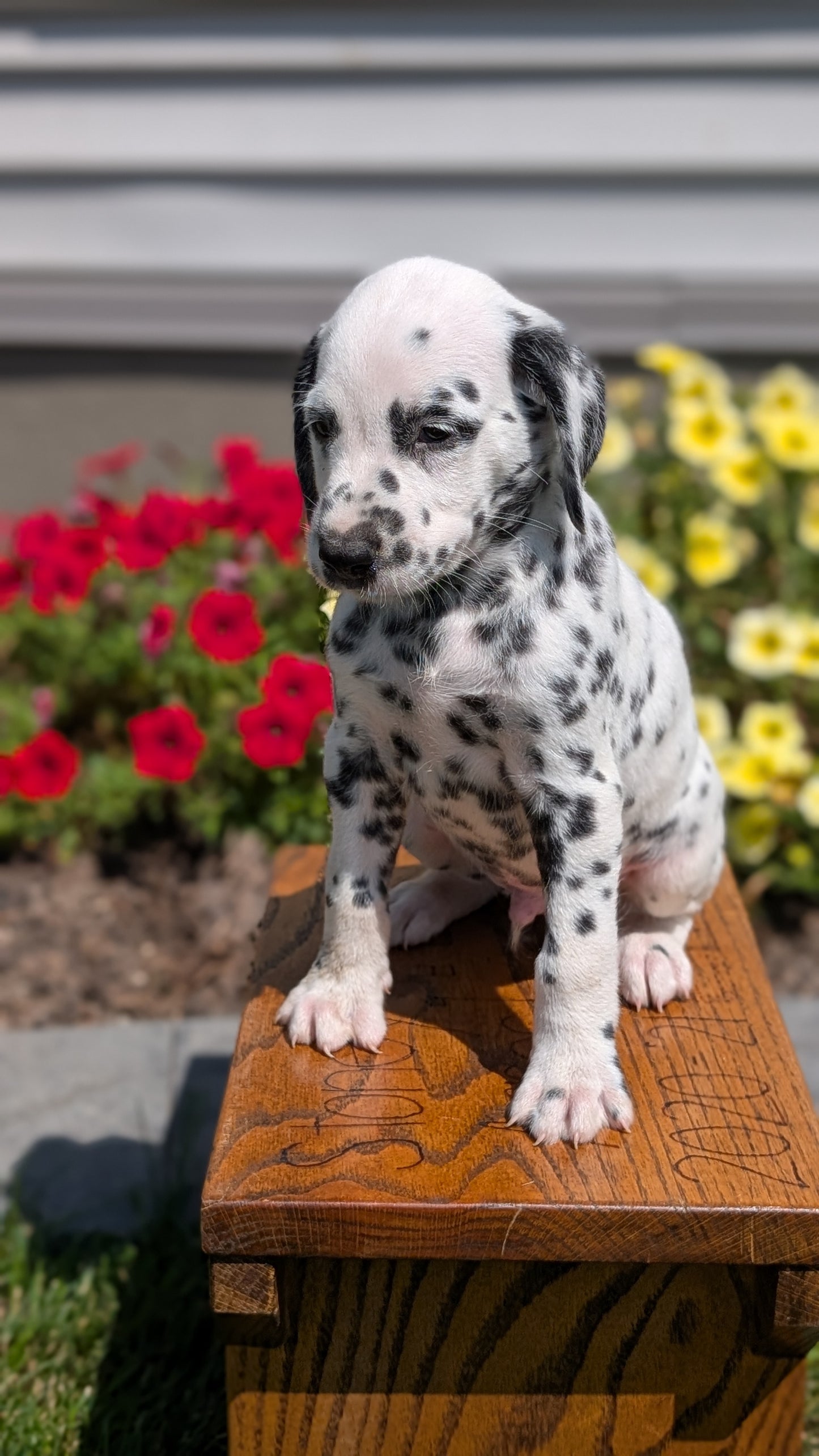 DALMATIAN (JUN 29) MALES