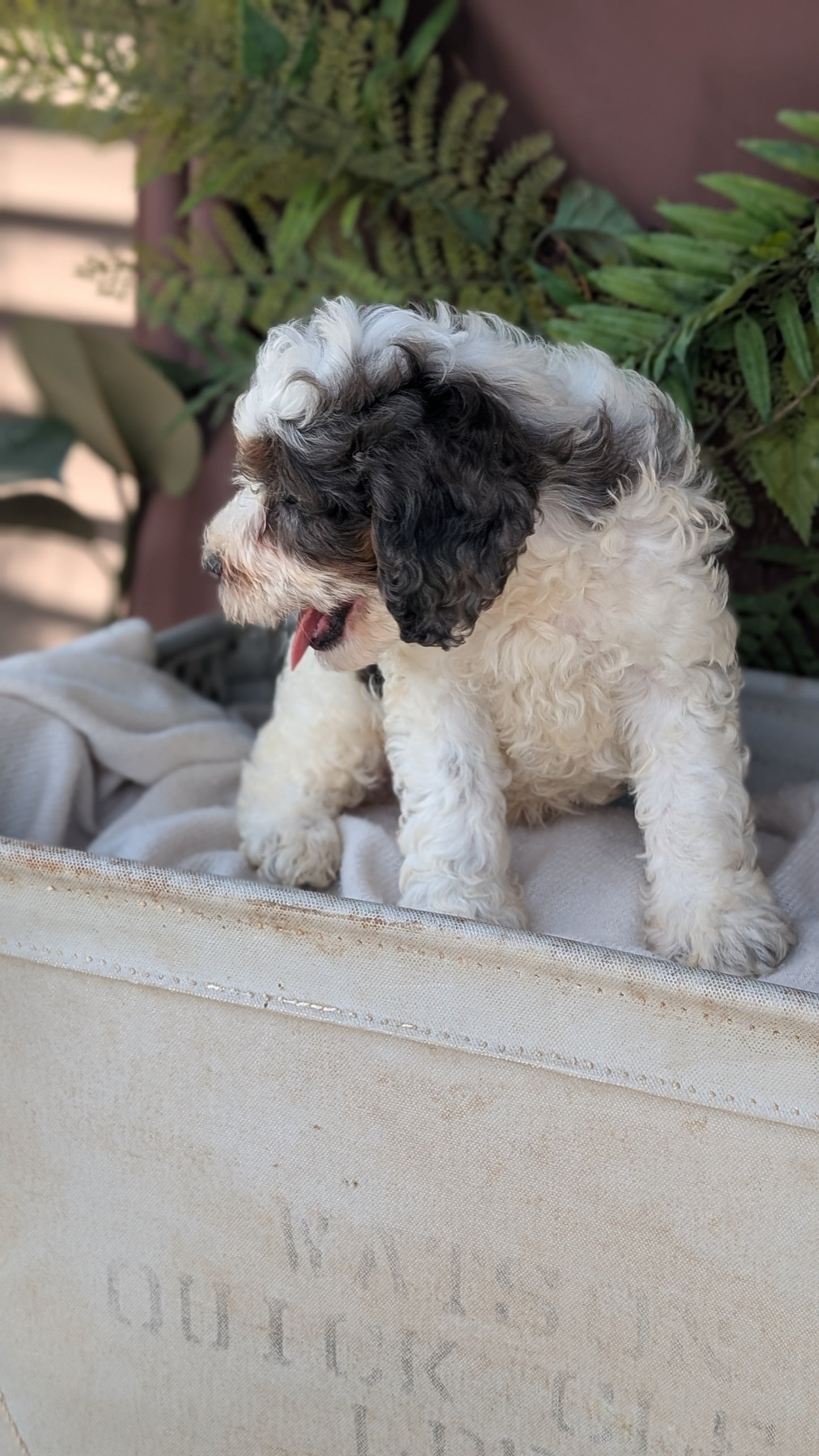 COCKAPOO (MAY 22) MALES