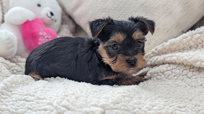 YORKSHIRE TERRIER (DEC 24) MALES
