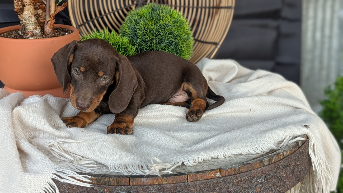 MINI DACHSHUND (MAY 26) MALE