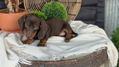 MINI DACHSHUND (MAY 26) MALE