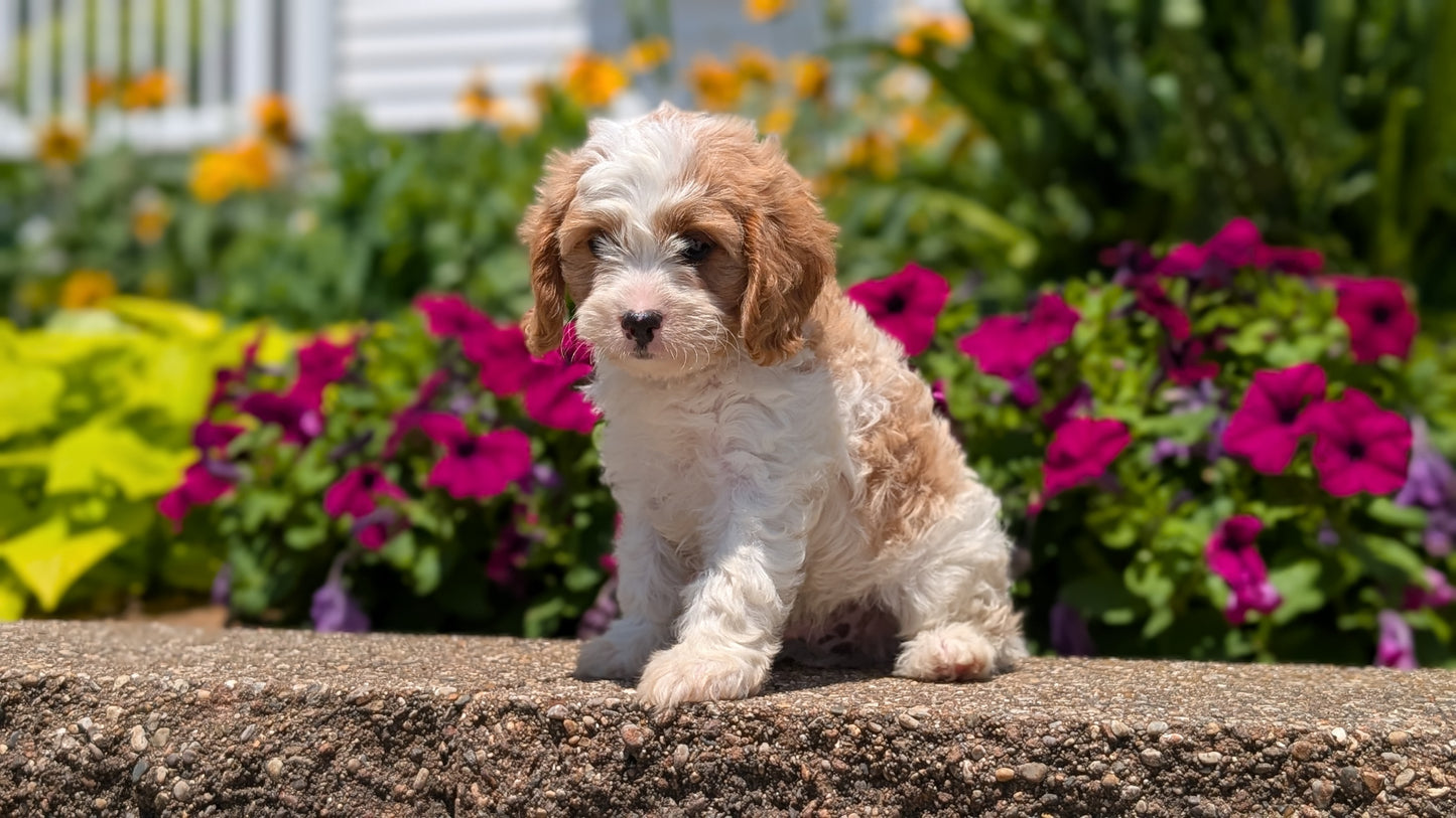 CAVAPOO (MAY 18) MALE