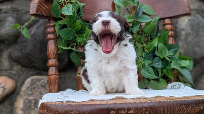 HAVANESE (APR 09) MALES