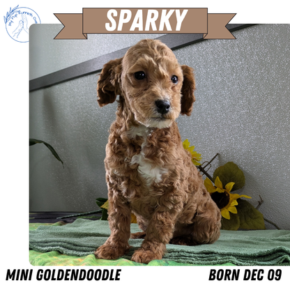 MINI GOLDENDOODLE (12/09) MALE