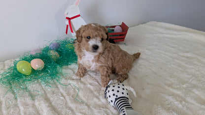 MINI GOLDENDOODLE (02/28) FEMALE