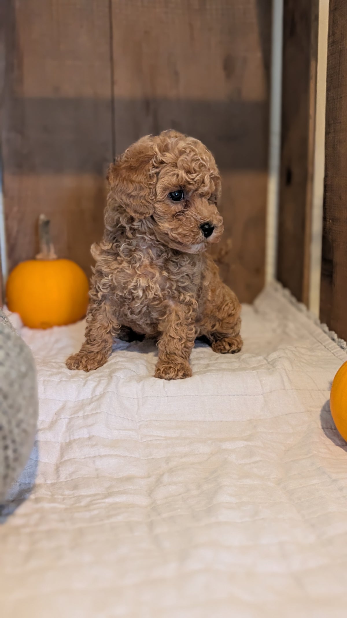 MINI POODLE (AUG 06) 5 FEMALES