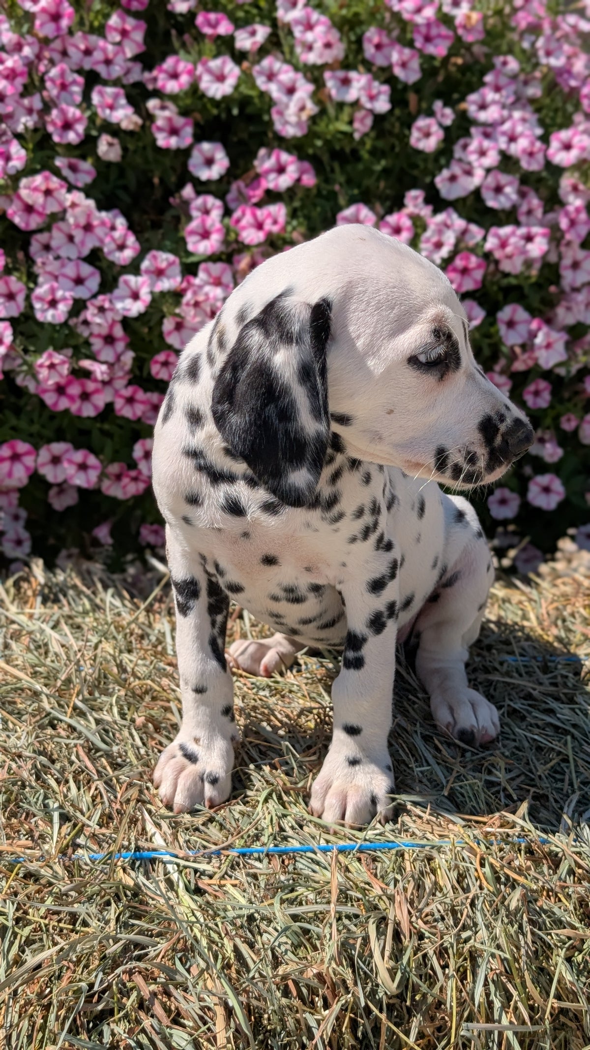 DALMATIAN (JUN 29) FEMALES