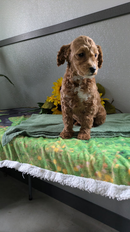 MINI GOLDENDOODLE (12/09) MALE