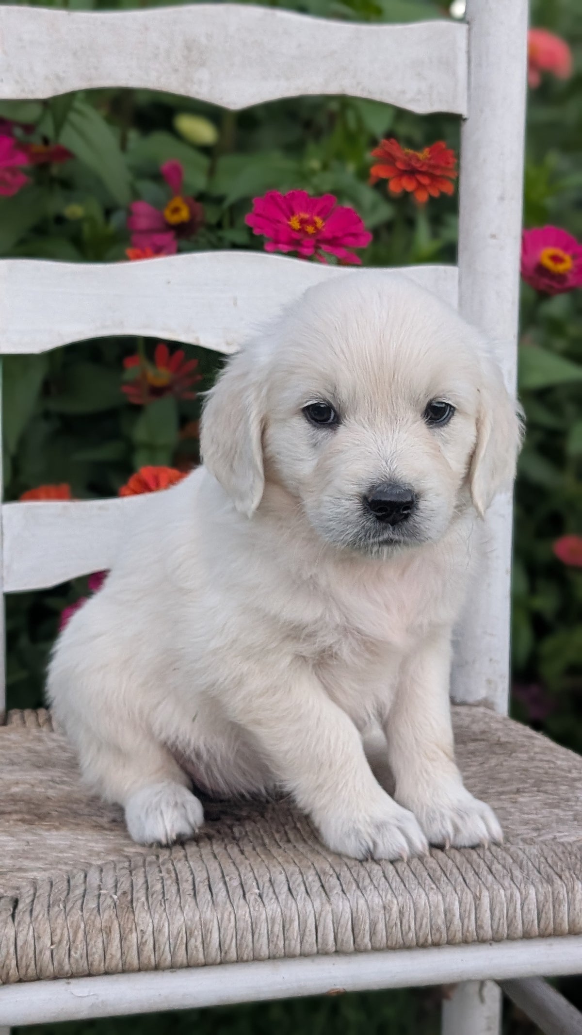 ENGLISH CREAM RETRIEVER (AUG 19) 3 MALES/4 FEMALES