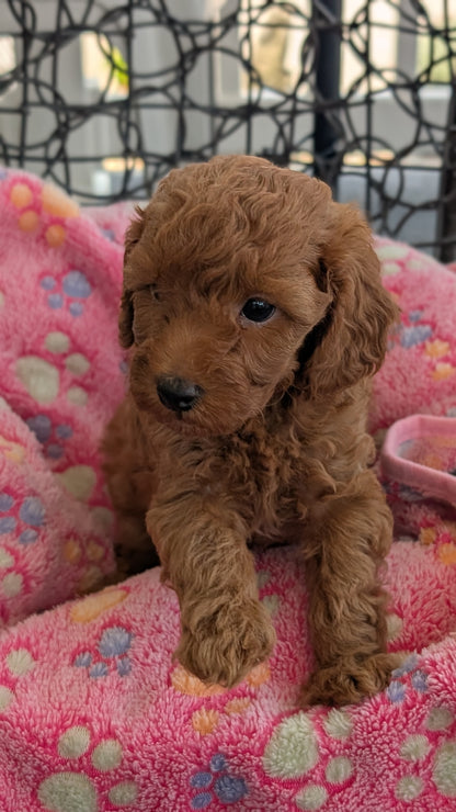 TOY POODLE (JUN 22) MALES