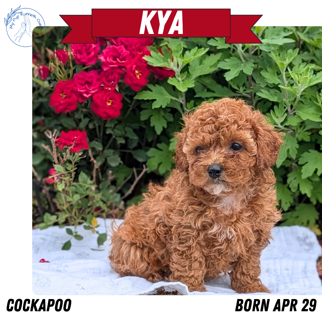 Cockapoo Temp COCKAPOO (04/29) FEMALE – My Pup Runneth Over