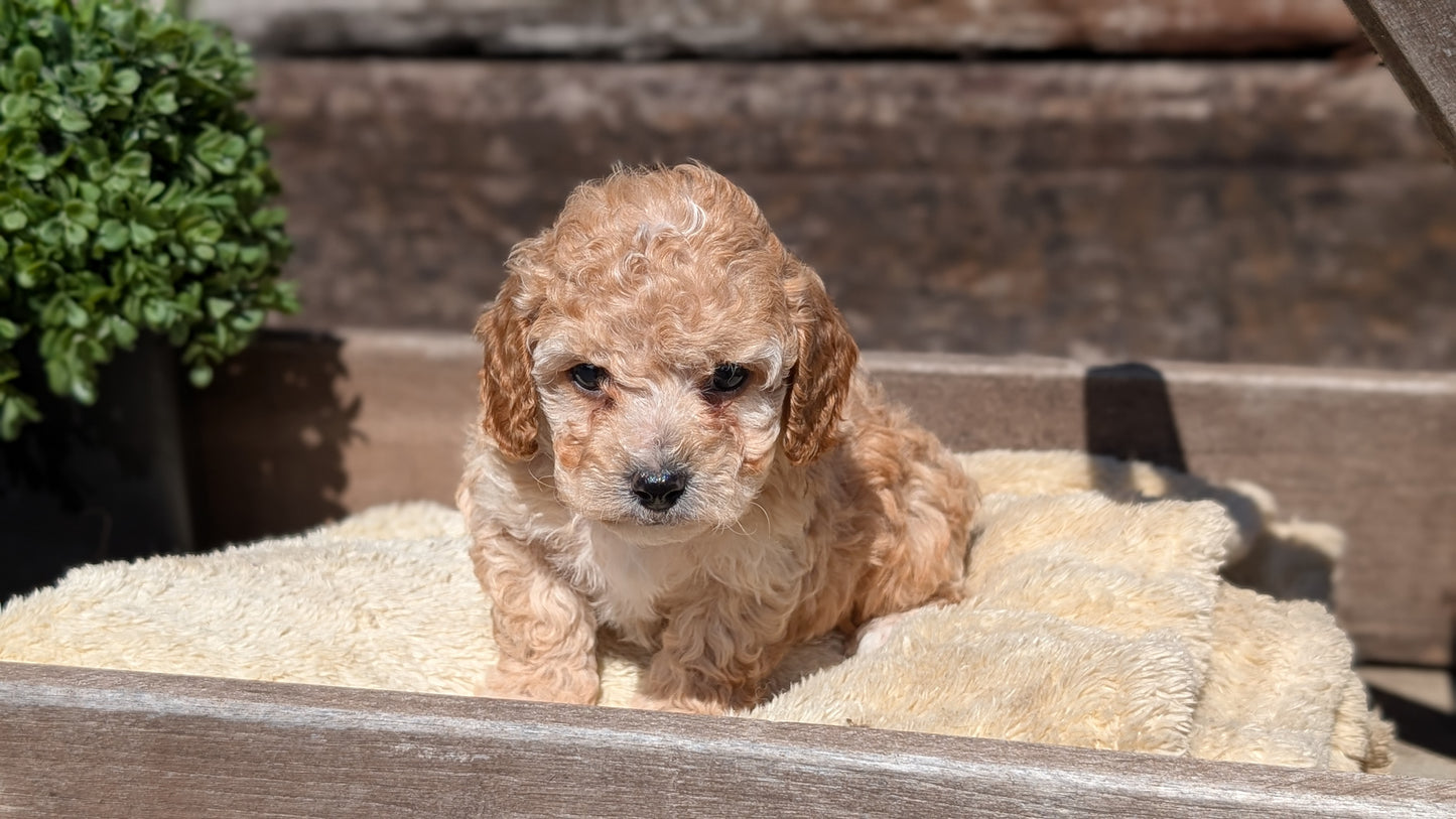 COCKAPOO (MAY 13) MALES