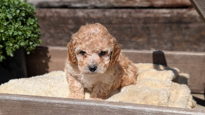 COCKAPOO (MAY 13) MALES