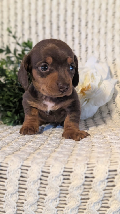 MINI DACHSHUND (JAN 16) FEMALES