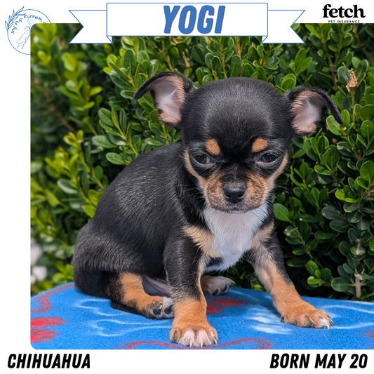 CHIHUAHUA (MAY 20) MALE