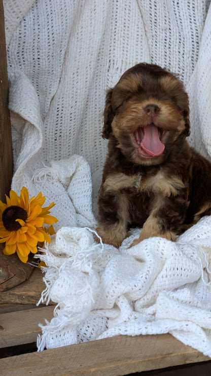 COCKAPOO (06/02) FEMALE