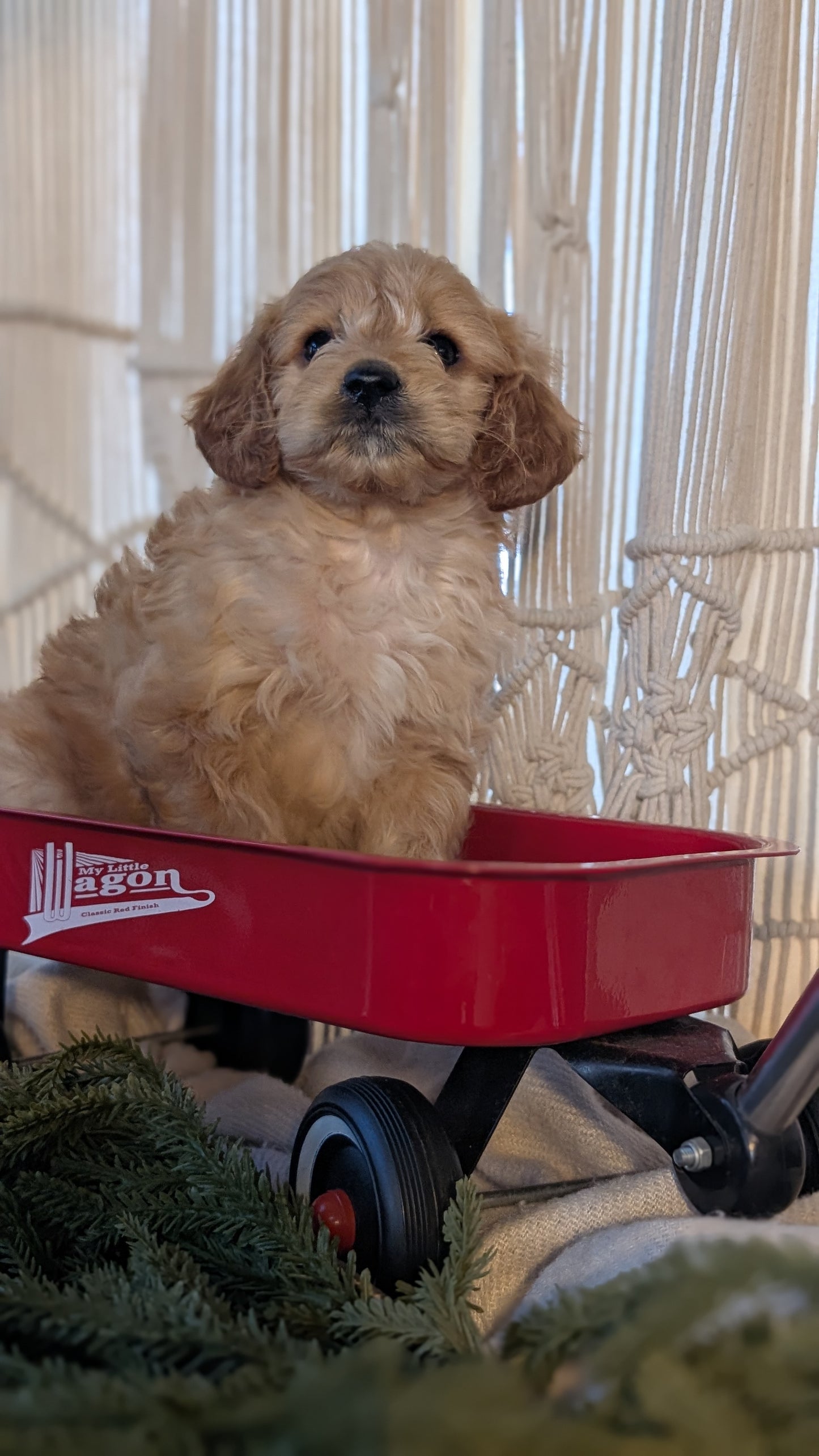 CAVAPOO (NOV 17) MALES
