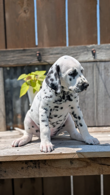 DALMATIAN (06/09) FEMALE