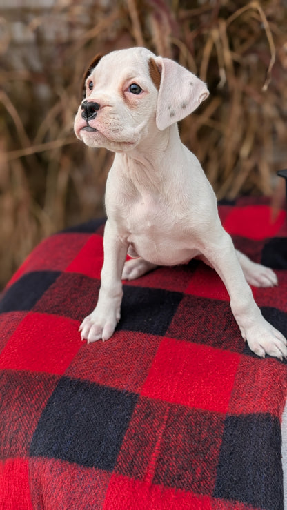 BOXER (08/20) FEMALE