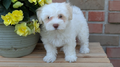 HAVANESE (APR 09) MALES