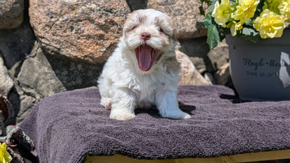 HAVANESE (MAY 14) FEMALES