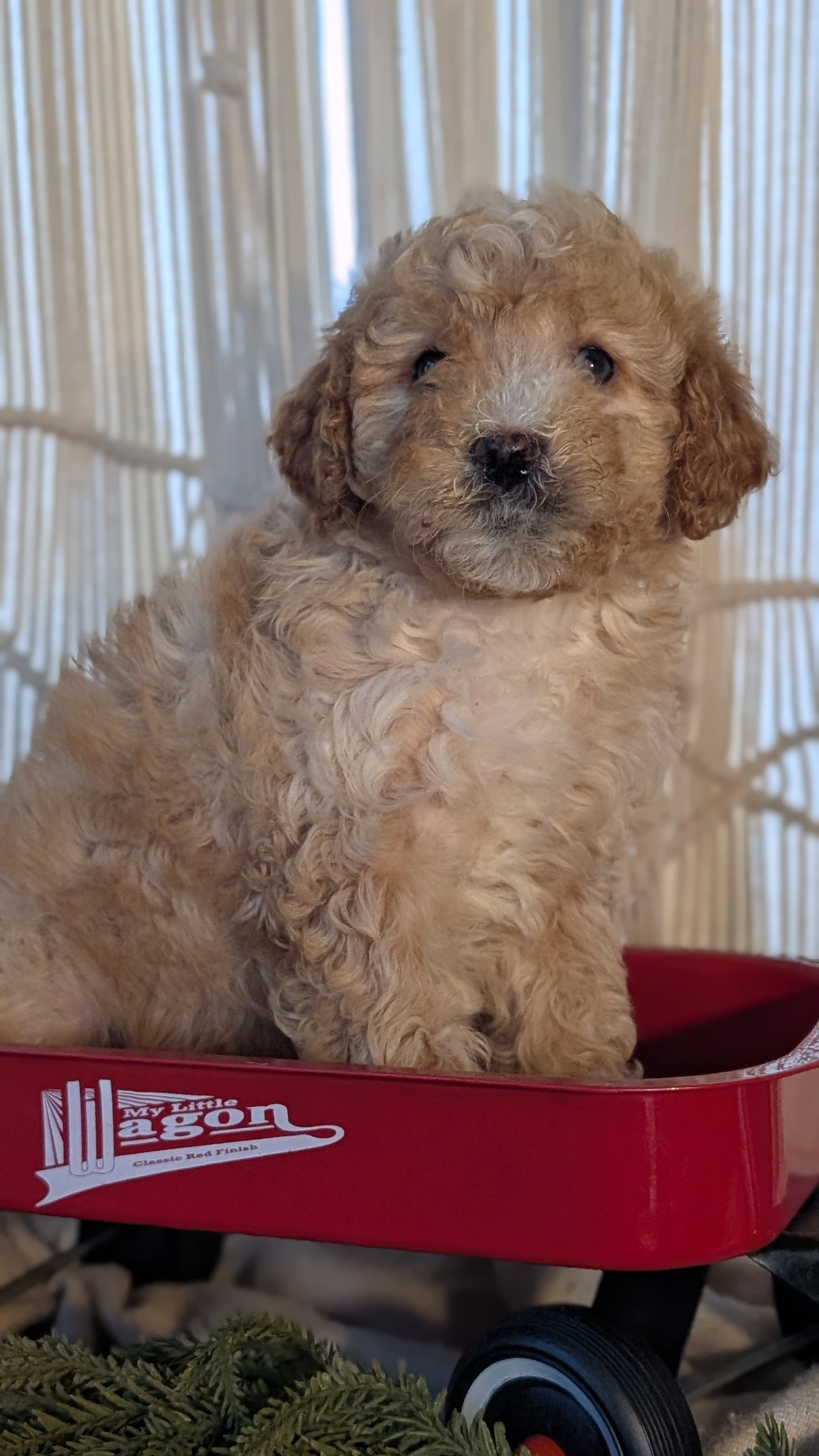 CAVAPOO (NOV 17) MALES