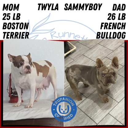 FRENCHTON (NOV 15) MALES